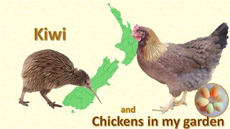 chicken kiwi dating